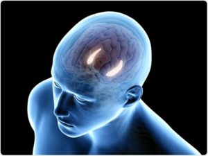 Groundbreaking New Research on Reishi Mushroom the hippocampus 300x225 - Groundbreaking New Research on Reishi Mushroom