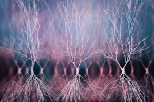 Groundbreaking New Research on Reishi Mushroom Hippocampus Neurons 300x200 - Groundbreaking New Research on Reishi Mushroom