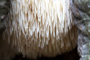 Groundbreaking New Research on Reishi Mushroom LionsMane1 Fotor 300x200 - Groundbreaking New Research on Reishi Mushroom