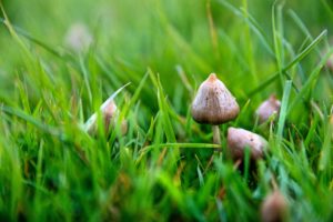 Groundbreaking New Research on Reishi Mushroom Psilocybe semilanceata Fotor 300x200 - Groundbreaking New Research on Reishi Mushroom