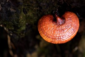 Groundbreaking New Research on Reishi Mushroom Reishi1 Fotor copy 300x200 - Groundbreaking New Research on Reishi Mushroom