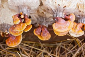 Reishi Mushroom - Ganoderma lucidum Grow Bag Reishi 300x200 - Reishi Mushroom - Ganoderma lucidum