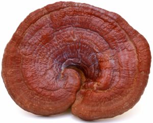 Reishi Mushroom - Ganoderma lucidum Large Duanwood Reishi 300x241 - Reishi Mushroom - Ganoderma lucidum