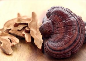 Reishi Mushroom - Ganoderma lucidum shutterstock 1146261725 Fotor 1 300x214 - Reishi Mushroom - Ganoderma lucidum