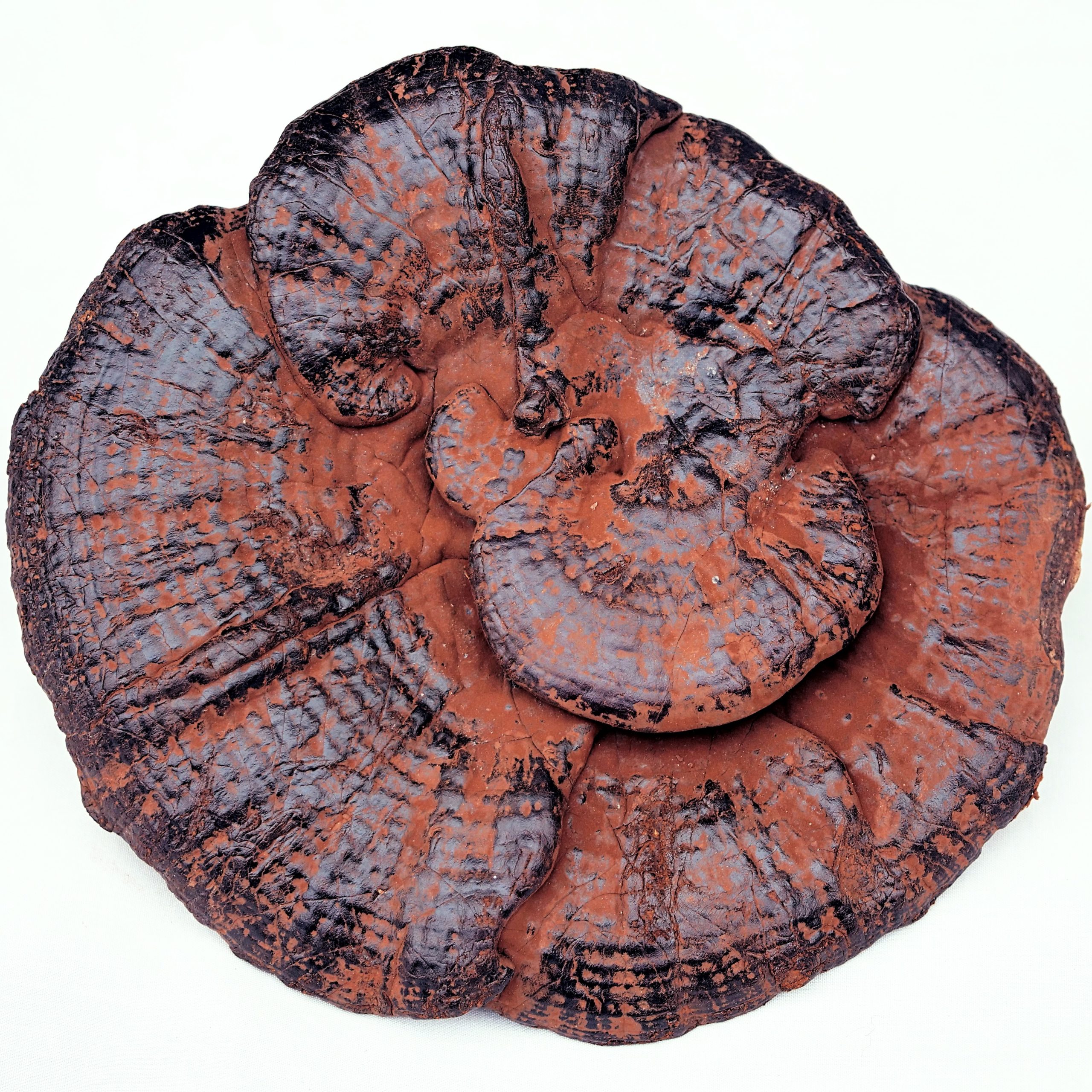 Purple Reishi - Ganoderma sinense